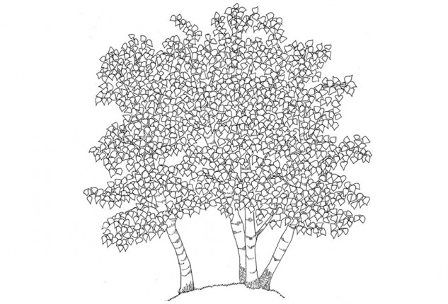 silver birches, Alessandra Spada drawings | trees