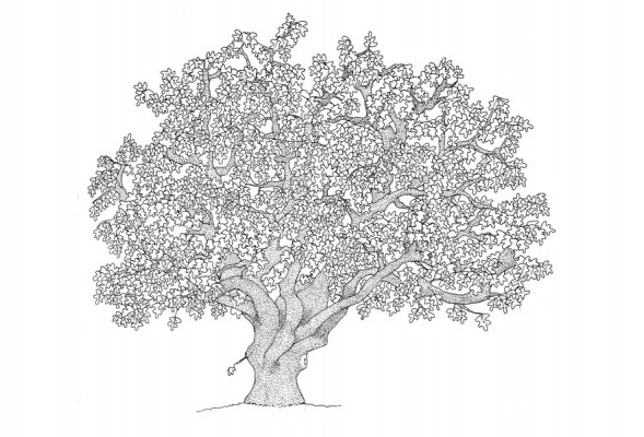 quercia, Alessandra Spada Trees | oak