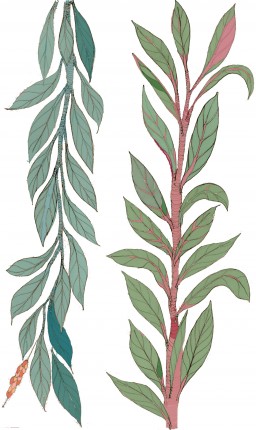 Alessandra Spada, leaves, green, purple