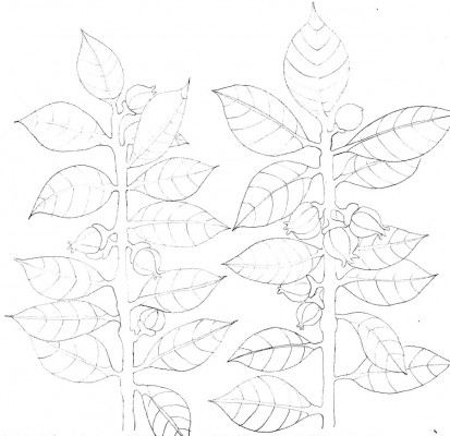 Alessandra Spada sketchbook leaves berries