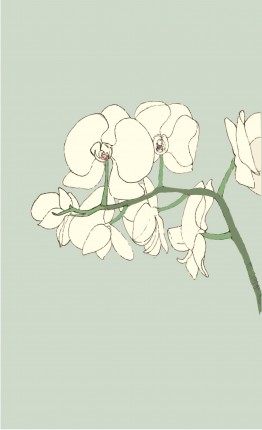 Alessandra Spada, orchidea, white